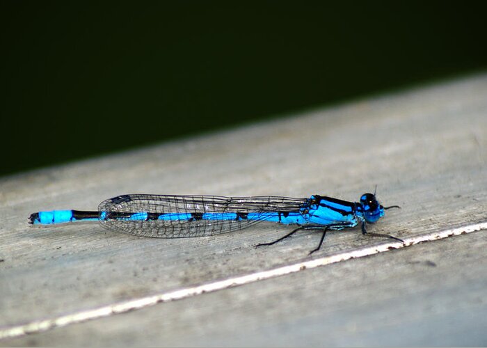 Damselfly Greeting Card featuring the photograph Blue Damselfly #1 by Chris Day