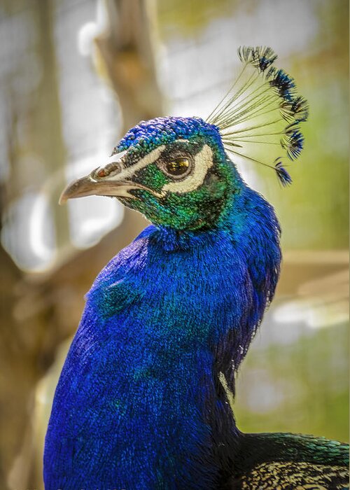 Animals Greeting Card featuring the photograph Blue Peacock #1 by LeeAnn McLaneGoetz McLaneGoetzStudioLLCcom