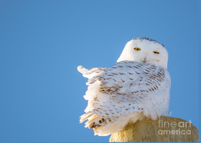  Sky Greeting Card featuring the photograph Blue Sky Snowy #1 by Cheryl Baxter