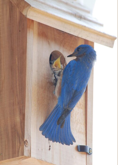 Bird Greeting Card featuring the photograph Bluebird of Happiness by Kenny Glover