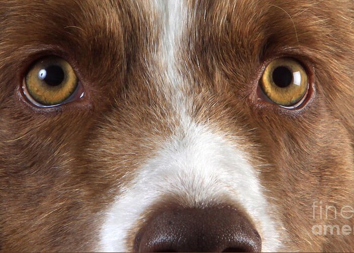 Border Collie Greeting Card featuring the photograph Border Collie Eyes #1 by Christine Steimer