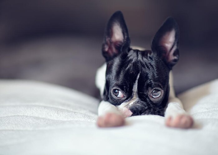 Cute Greeting Card featuring the photograph Boston Terrier Puppy #1 by Nailia Schwarz