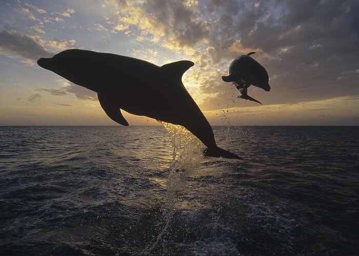 Feb0514 Greeting Card featuring the photograph Bottlenose Dolphin Leaping Caribbean #1 by Konrad Wothe