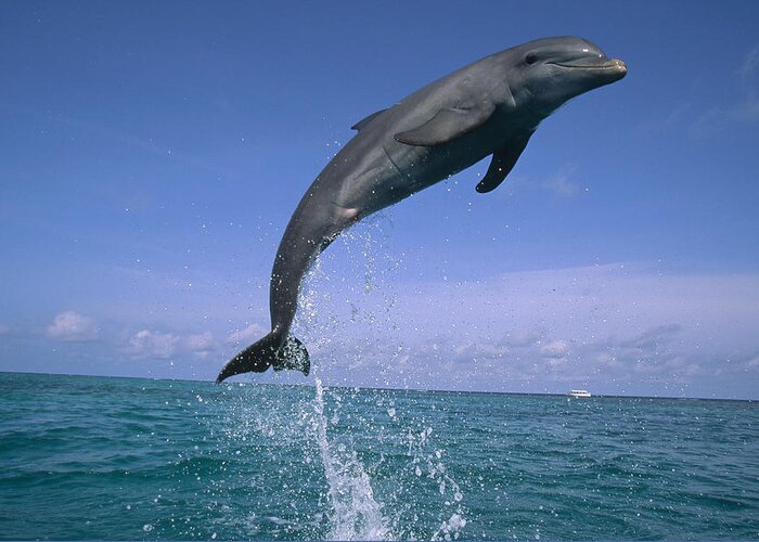 Feb0514 Greeting Card featuring the photograph Bottlenose Dolphin Leaping Honduras #1 by Konrad Wothe