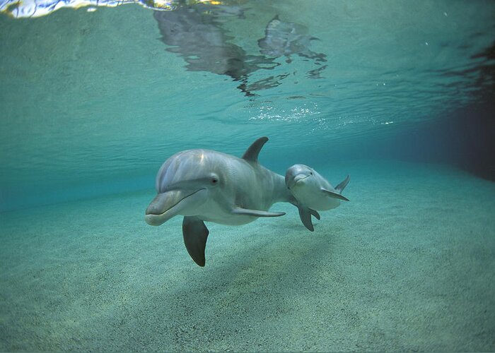 Feb0514 Greeting Card featuring the photograph Bottlenose Dolphin Mother And Young #1 by Flip Nicklin