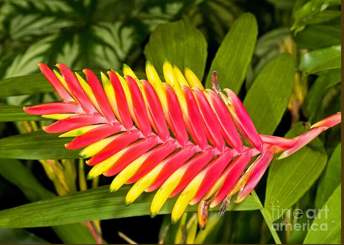 Nature Greeting Card featuring the photograph Bromeliad Blossom - Tillandsia #1 by Millard H. Sharp