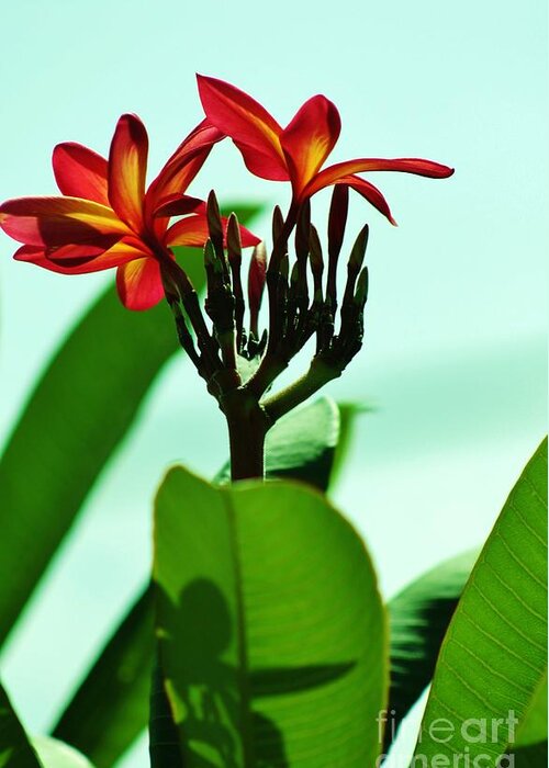 Plumaria Greeting Card featuring the photograph Buds and Blossoms #2 by Craig Wood