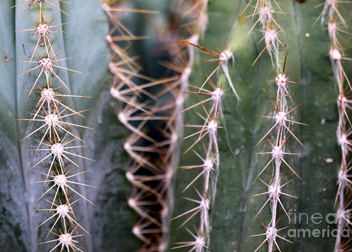 Cactus Greeting Card featuring the photograph Cactus #1 by Henrik Lehnerer