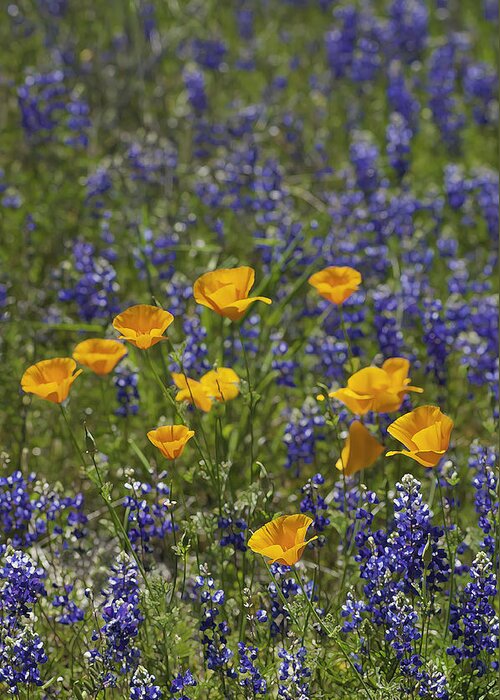 California Poppies Greeting Card featuring the photograph California Poppies and Lupine by Sherri Meyer