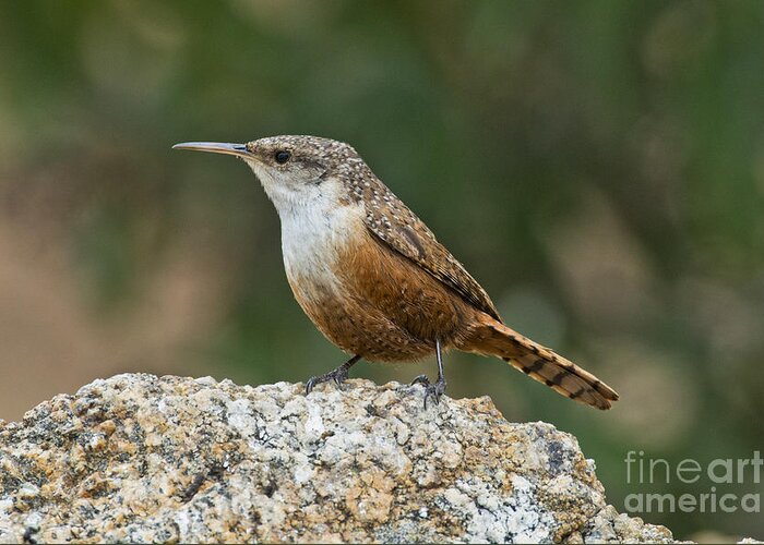 Canyon Wren Greeting Card featuring the photograph Canyon Wren #1 by Anthony Mercieca