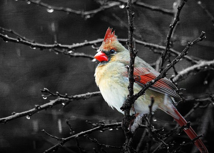 Birds Greeting Card featuring the photograph Cardinal on a Rainy Day by Trina Ansel