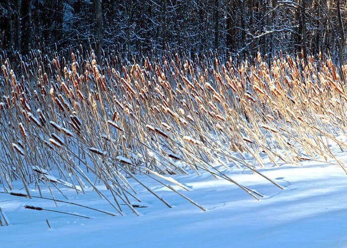 Landscape Greeting Card featuring the photograph Cat Tails in Winter #1 by Jim Vance