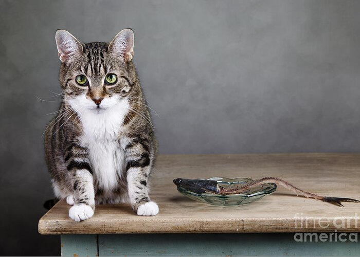 Cat Greeting Card featuring the photograph Caught in the act #1 by Nailia Schwarz