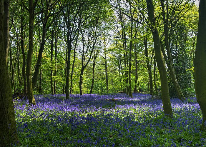 Bluebells Greeting Card featuring the photograph Chalet Wood Wanstead Park Bluebells #2 by David French