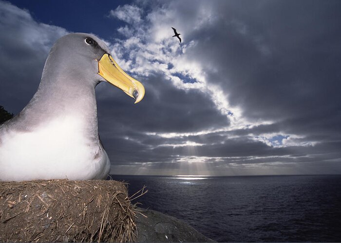 Feb0514 Greeting Card featuring the photograph Chatham Albatrosses Nesting On A Cliff #1 by Tui De Roy