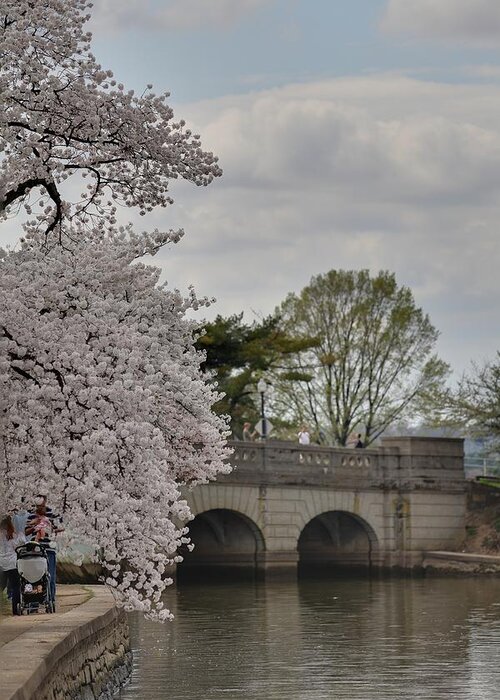 America Greeting Card featuring the photograph Cherry Blossoms - Washington DC - 011328 #1 by DC Photographer