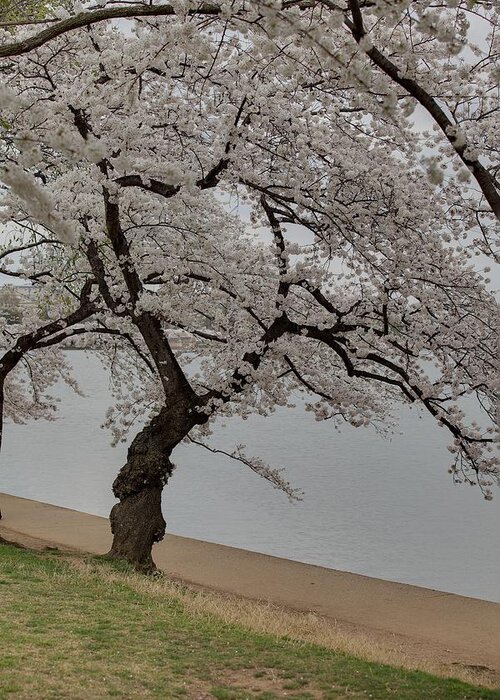 America Greeting Card featuring the photograph Cherry Blossoms - Washington DC - 011343 #1 by DC Photographer