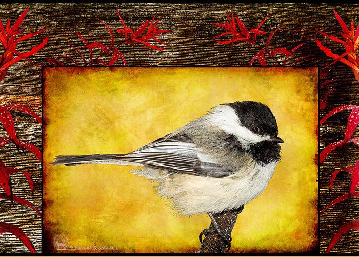 Bird Greeting Card featuring the photograph Chickadee by Fred Denner