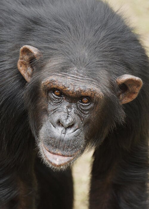 Hiroya Minakuchi Greeting Card featuring the photograph Chimpanzee Portrait Ol Pejeta by Hiroya Minakuchi
