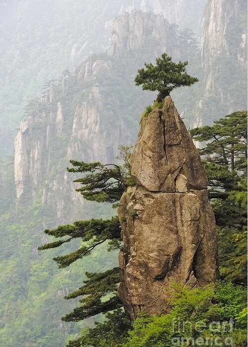 Asia Greeting Card featuring the photograph Chinese White Pine On Mt. Huangshan #1 by John Shaw