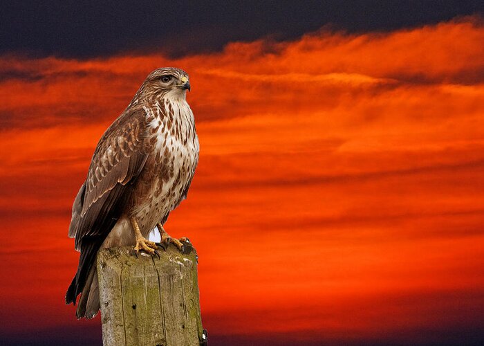 Buzzard Greeting Card featuring the photograph Common Buzzard #1 by Paul Scoullar
