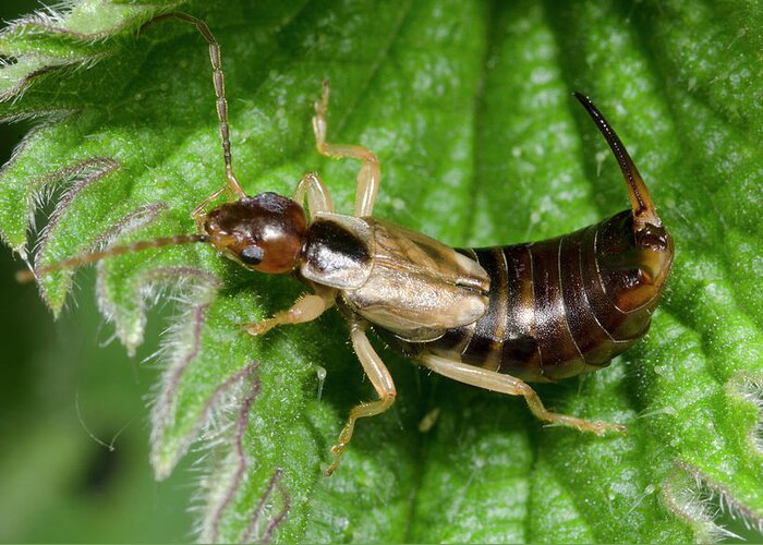 Insect Greeting Card featuring the photograph Common Earwig by Nigel Downer