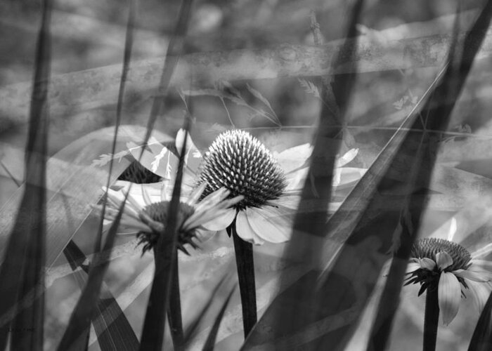 Cone Flower Greeting Card featuring the photograph Cone Flower Black and White #1 by Lesa Fine
