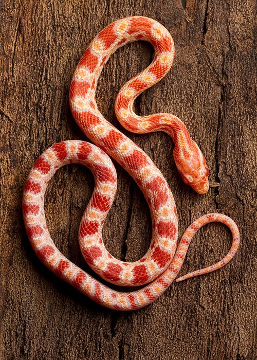 Nature Greeting Card featuring the photograph Corn Snake P. Guttatus On Tree Bark #1 by David Kenny