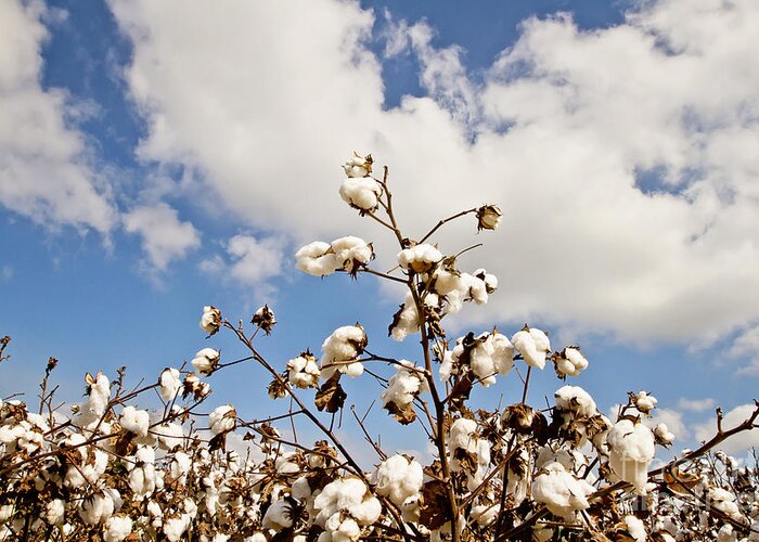 Plant Greeting Card featuring the photograph Cotton in the Sky by Scott Pellegrin