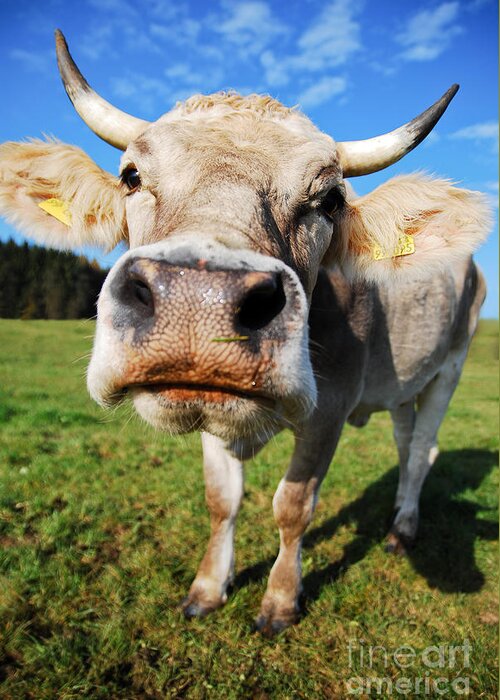 Cow Greeting Card featuring the photograph cow by Hannes Cmarits