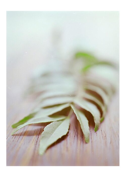 Cooking Greeting Card featuring the photograph Curry Leaves #1 by Romulo Yanes