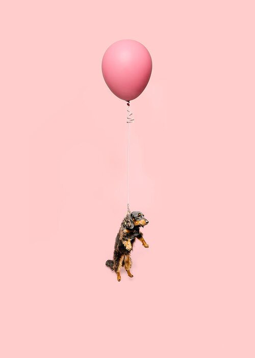 Pets Greeting Card featuring the photograph Cute Dog Tied To A Balloon And Floating #1 by Ian Ross Pettigrew