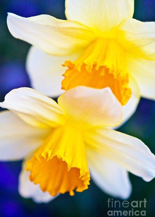 Daffodils Greeting Card featuring the photograph Daffodils by Roselynne Broussard