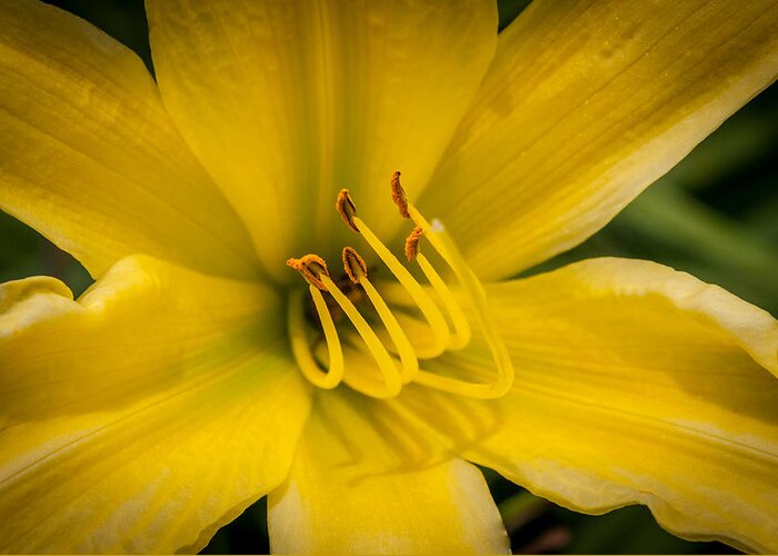 Daylily Greeting Card featuring the photograph Daylily by Frank Mari