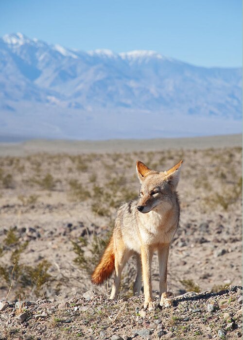 Desert Greeting Card featuring the photograph Desert Coyote by Darren Bradley