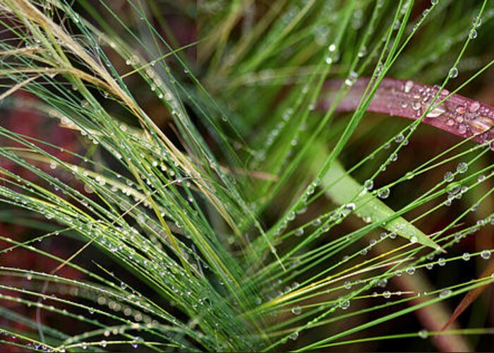 Photography Greeting Card featuring the photograph Dew Drops On Grass #1 by Panoramic Images