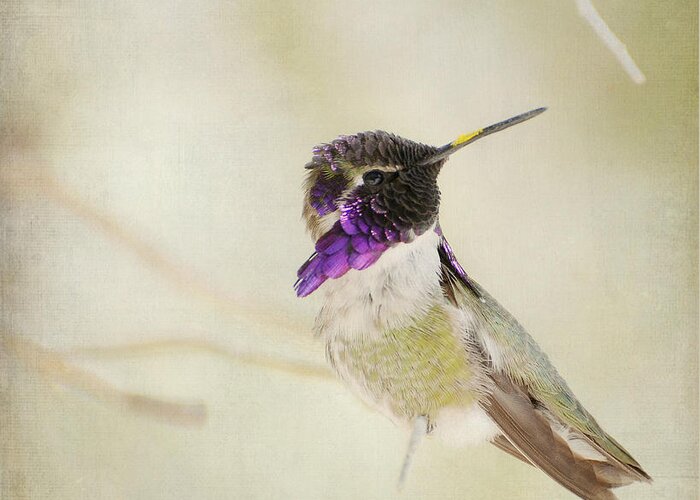 Lucifer Hummingbird Greeting Card featuring the photograph Distracted 3 #2 by Fraida Gutovich