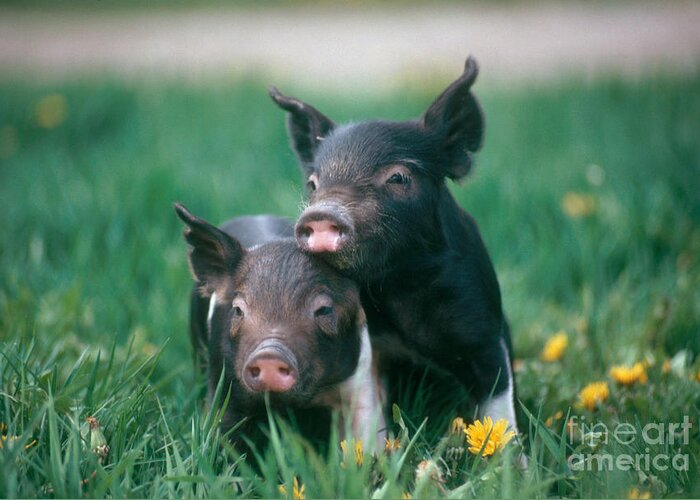 Nature Greeting Card featuring the photograph Domestic Piglets by Alan Carey