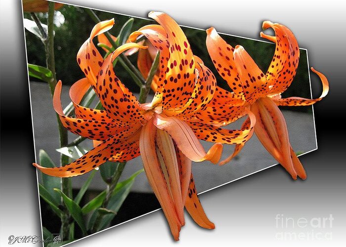 Double Tiger Lily Greeting Card featuring the painting Double Tiger Lily named Flora Pleno #1 by J McCombie