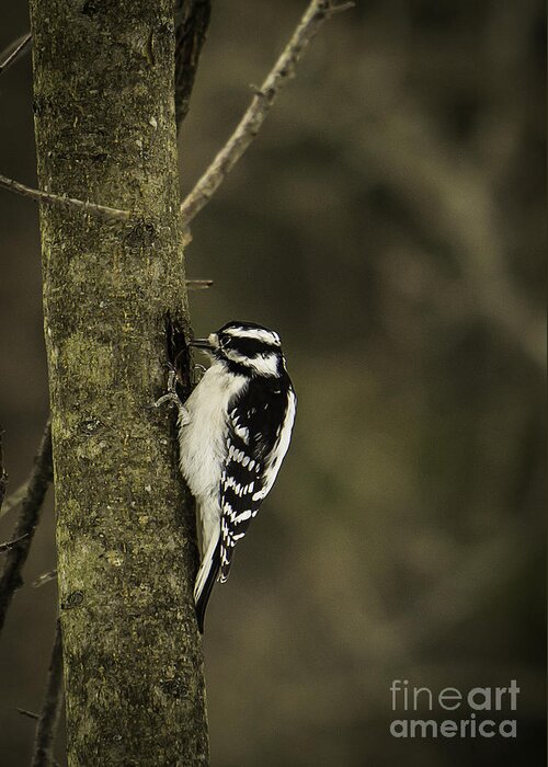 Downy Greeting Card featuring the photograph Downy Woodpecker by Brad Marzolf Photography