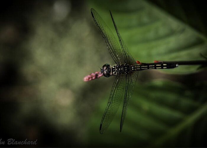 Dragonfly Greeting Card featuring the photograph Dragonfly #1 by John Blanchard
