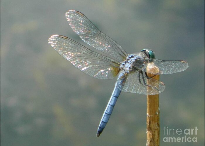 Blue Greeting Card featuring the photograph Dragonfly on Stick by Gallery Of Hope 