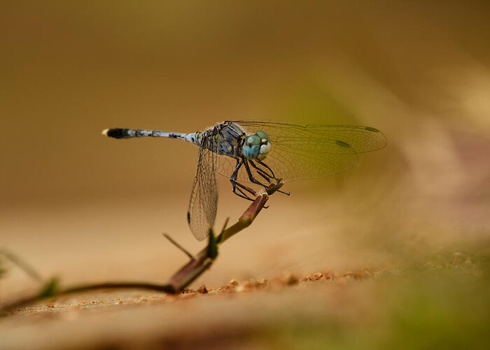 Anisoptera Greeting Card featuring the photograph Dragonfly #1 by SAURAVphoto Online Store