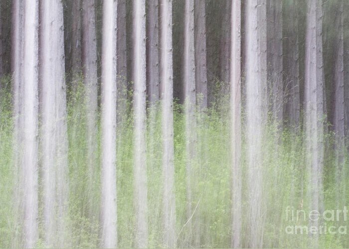 Trees Greeting Card featuring the photograph Dreamy Trees #2 by Patty Colabuono