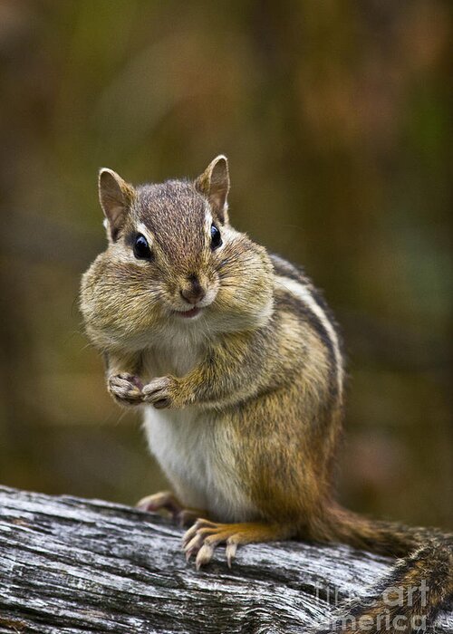 Minnesota Greeting Card featuring the photograph Eastern Chipmunk #1 by Linda Freshwaters Arndt