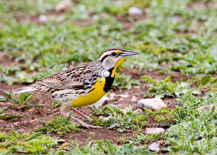 Animal Greeting Card featuring the photograph Eastern Meadowlark Sturnella Magna #1 by Gregory G. Dimijian