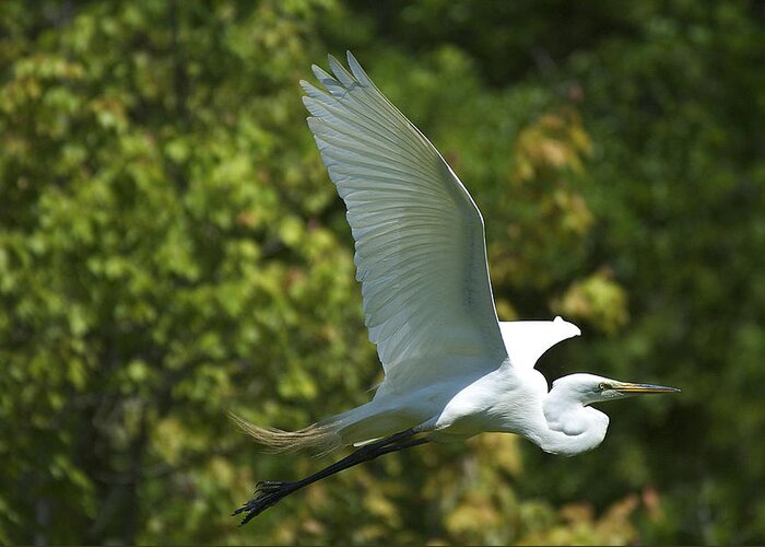  Greeting Card featuring the photograph Egret #1 by Pat Exum