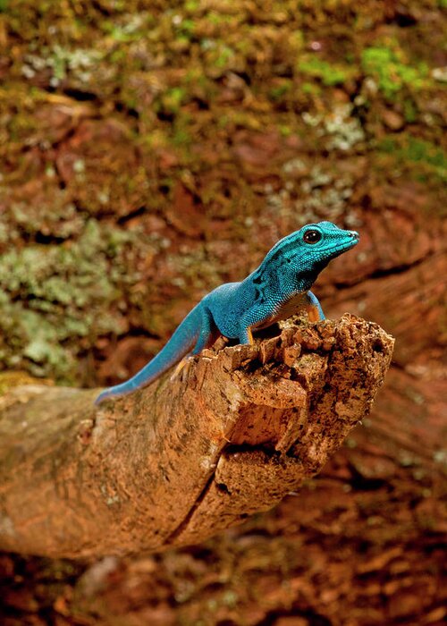 Blue Greeting Card featuring the photograph Electric Blue Day Gecko, Lygodactylus #1 by David Northcott