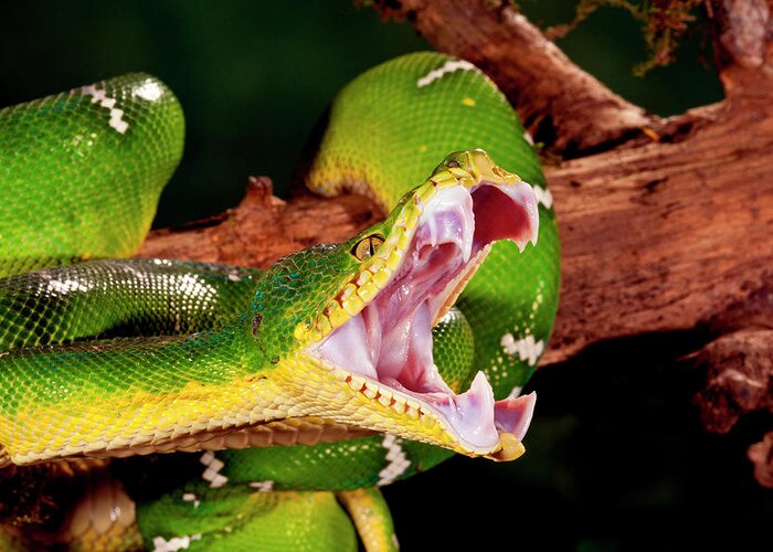Arboreal Greeting Card featuring the photograph Emerald Tree Boa, Corallus Caninus #1 by David Northcott