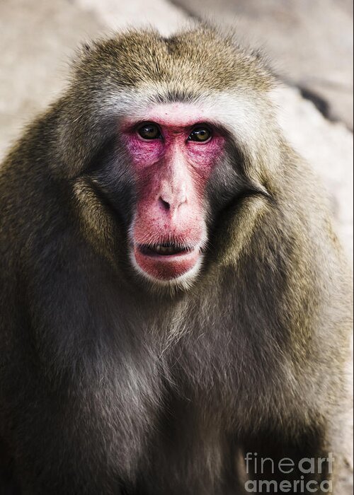 Monkey Greeting Card featuring the photograph Face of a Japanese Macaques monkey #1 by Jorgo Photography